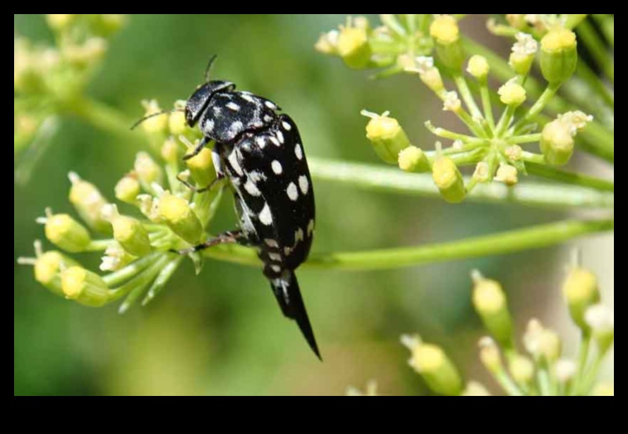 גן עדן נקי ממזיקים 7 אסטרטגיות לשמירה על בטיחות הגינה שלך 4 גן עדן ללא מזיקים: אסטרטגיות להגנה על הגינה שלך