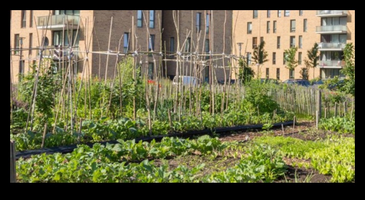 ירוקי בטון: קסם גינון עירוני נחשף
