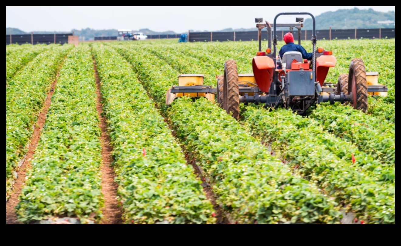 בריאות קציר: זריעת זרעים של חוכמה תזונתית