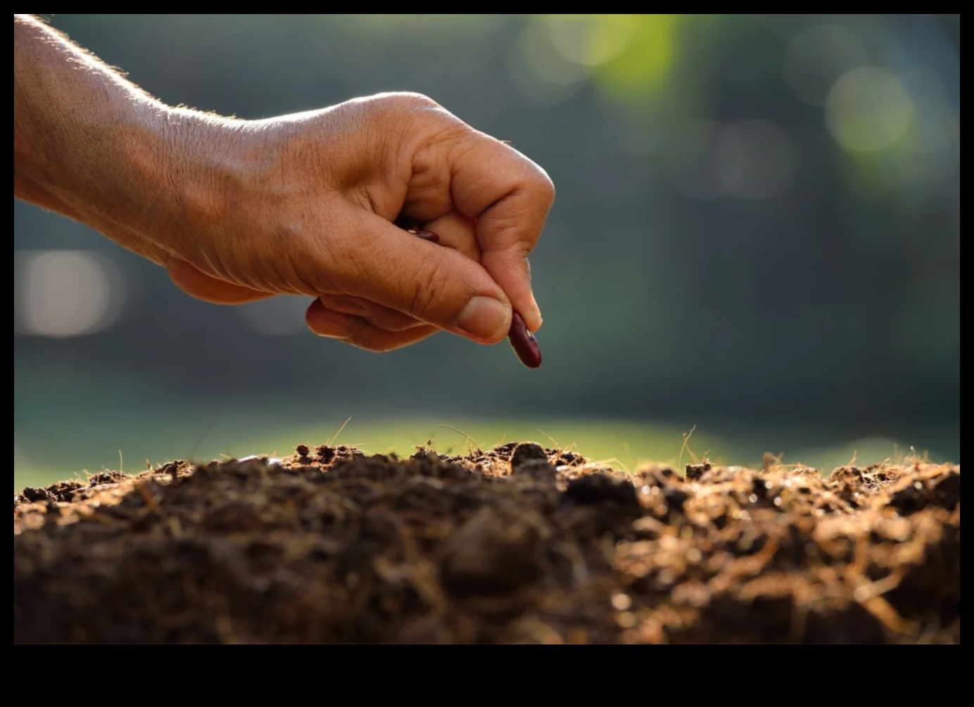 בריאות קציר: זריעת זרעים של חוכמה תזונתית