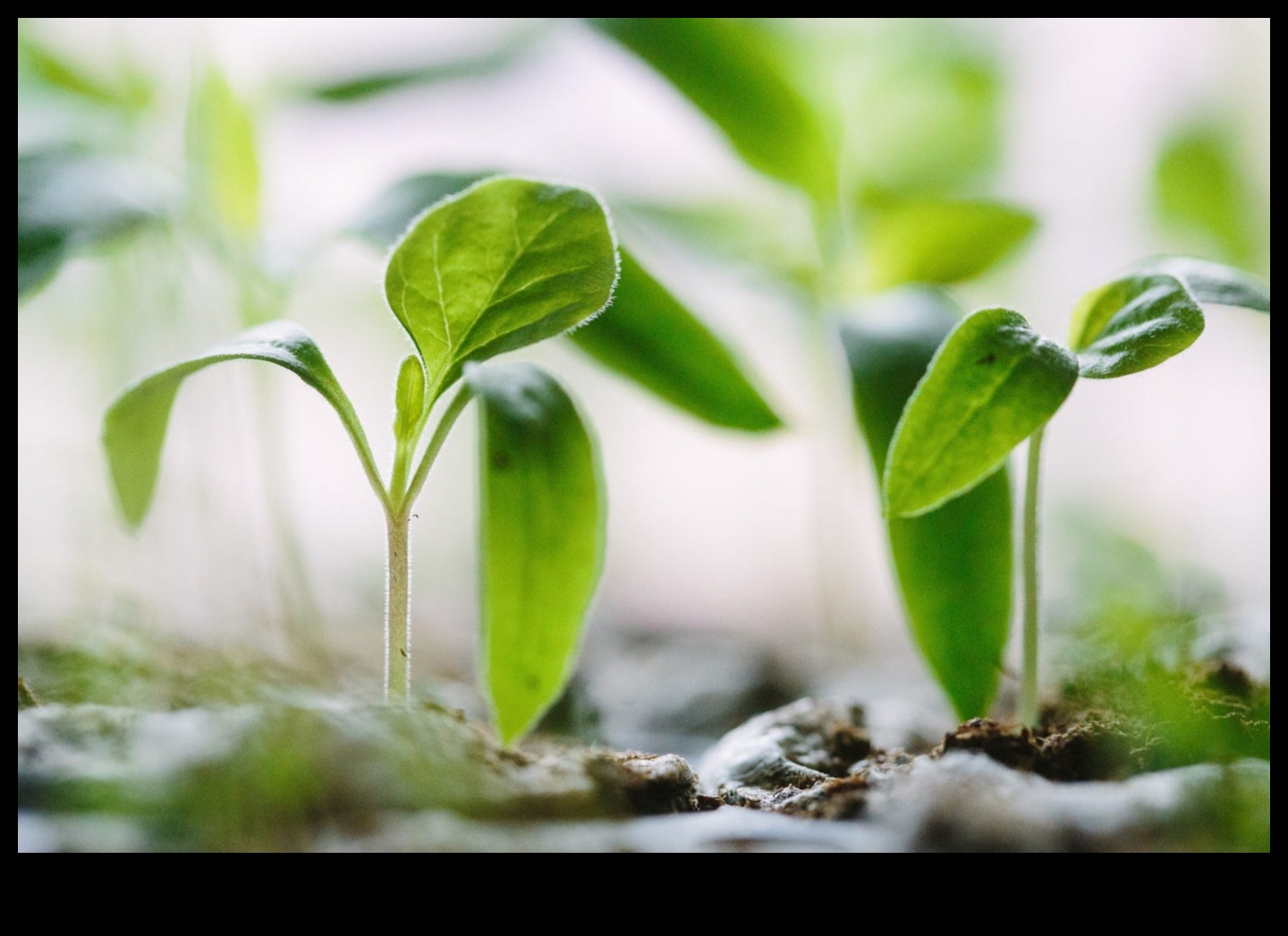 בריאות קציר: זריעת זרעים של חוכמה תזונתית
