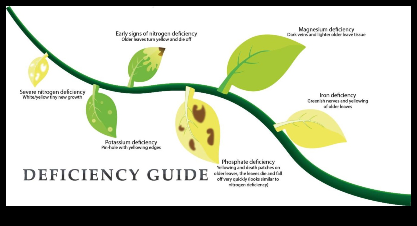 יסודות חיוניים מדריך להבנה וטיפול במחסור בתזונה 5 אלמנטים חיוניים: הבנה וטיפול במחסור בתזונה