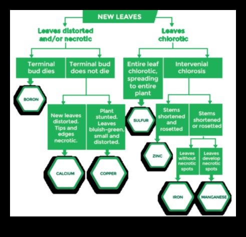 יסודות חיוניים מדריך להבנה וטיפול במחסור בתזונה 4 אלמנטים חיוניים: הבנה וטיפול במחסור בתזונה