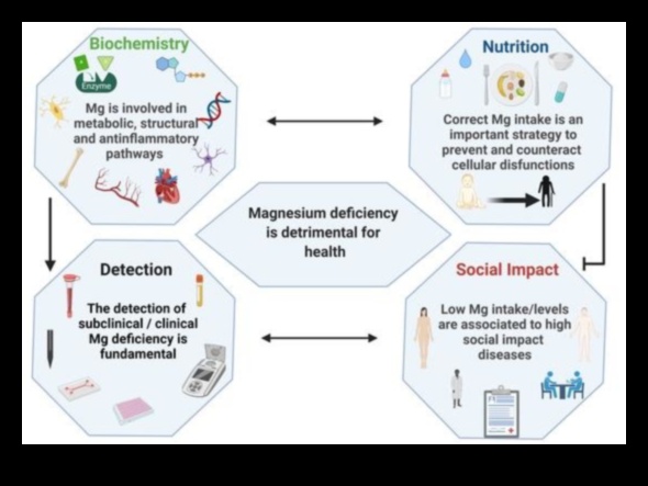הקשר התזונתי: חיבור בין בריאות וביוכימיה תזונתית