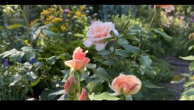 אושר בוטני: פתח את מלוא הפוטנציאל עם ציוד מוביל