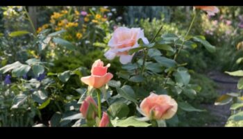 אושר בוטני: פתח את מלוא הפוטנציאל עם ציוד מוביל