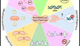 הקשר התזונתי שם רווחה וביוכימיה תזונתית נפגשים 6 הקשר התזונתי: חיבור בין בריאות וביוכימיה תזונתית