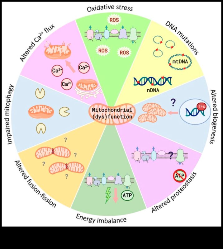 הקשר התזונתי: חיבור בין בריאות וביוכימיה תזונתית