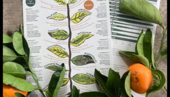 אלמנטים חיוניים: הבנה וטיפול במחסור בתזונה