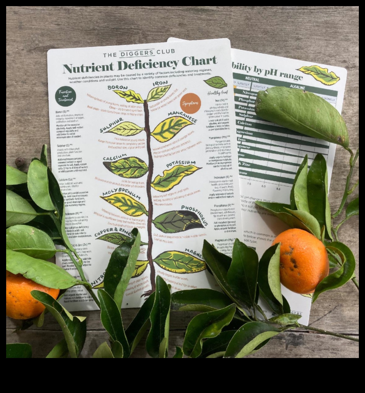 יסודות חיוניים מדריך להבנה וטיפול במחסור בתזונה 2 אלמנטים חיוניים: הבנה וטיפול במחסור בתזונה