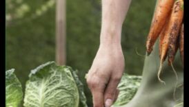 לזרוע, לעצום, נוצץ מידע לטיפוח מדשאה הצלחה 1 לזרוע, לגדול, זוהר: אמנות טיפוח הגן המוצלח