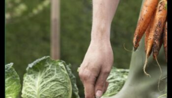 לזרוע, לגדול, זוהר: אמנות טיפוח הגן המוצלח