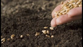 בריאות קציר: זריעת זרעים של חוכמה תזונתית