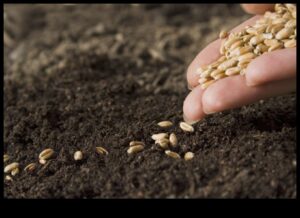 בריאות קציר: זריעת זרעים של חוכמה תזונתית
