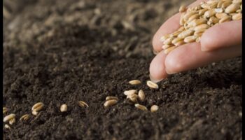 בריאות קציר: זריעת זרעים של חוכמה תזונתית