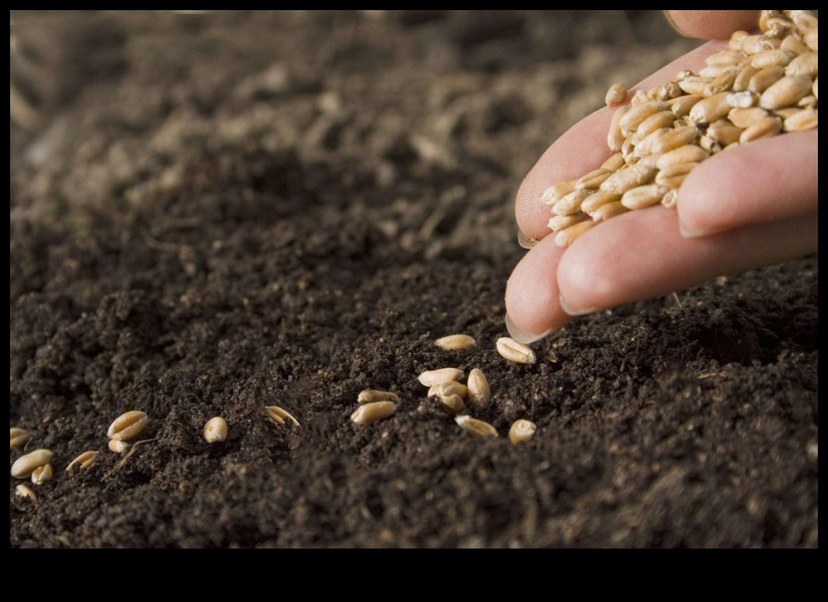 בריאות קציר: זריעת זרעים של חוכמה תזונתית