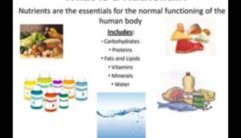 שליטה בפחמימות: ניווט בעולם של רכיבי תזונה חיוניים